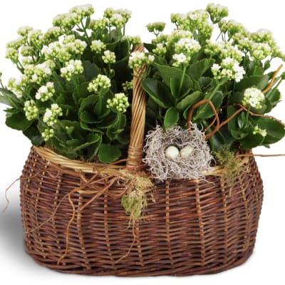 Blooming plants double