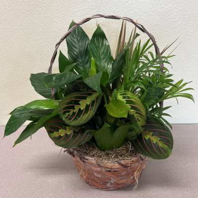 Basket of assorted green houseplants with a woven handle