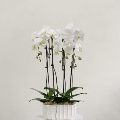 White orchid plant in a ribbed white pot