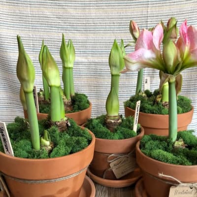 Potted amaryllis bulbs with pink blooms and green buds in terracotta pots
