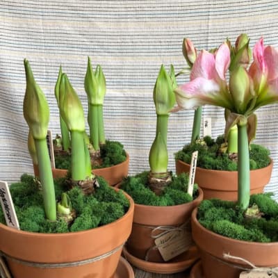 Potted amaryllis bulbs with green shoots and one pink bloom