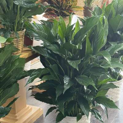 Large green potted houseplant in a woven basket planter