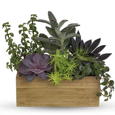Succulent arrangement in a rectangular wooden planter