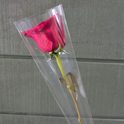 Single pink rose in a clear plastic sleeve