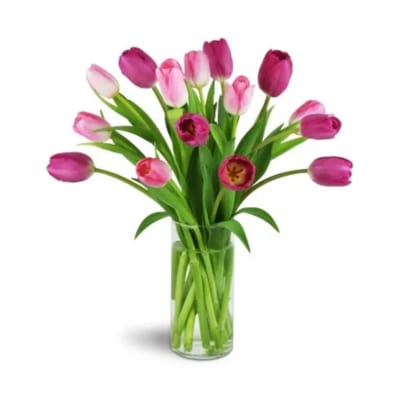 Pink and magenta tulips arranged in a clear glass vase