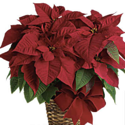 Red poinsettia plant in a woven basket with a red bow