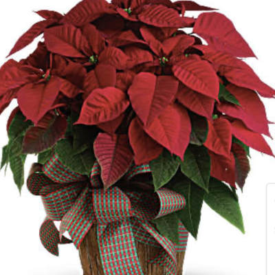 Potted poinsettia with red bracts and a plaid ribbon bow