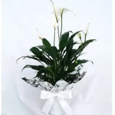 White peace lily plant in a wrapped pot with a white bow