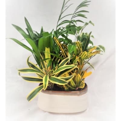 Potted tropical plant with variegated green and yellow leaves in a white planter