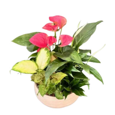 Pink anthurium plant in a white pot