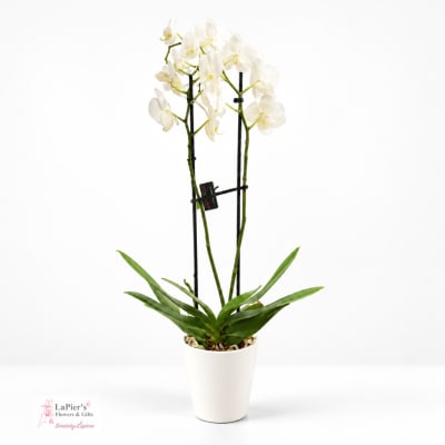 White orchid plant in a white pot with tall stems and blooms
