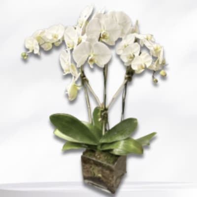 White orchid arrangement in a square glass vase