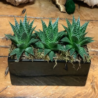 Three spotted succulents in a black rectangular planter