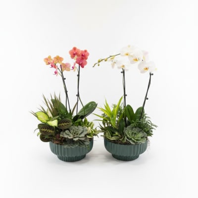Two potted orchid and succulent arrangements in teal containers
