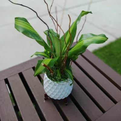 Potted green plant with long leaves in a white textured pot