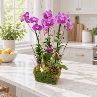 Purple orchids arranged in a moss-covered container on a kitchen counter