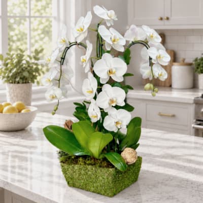 White orchid arrangement in a moss-covered square container
