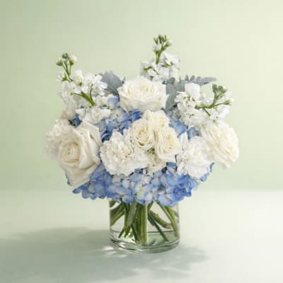 White roses and blue hydrangeas arranged in a clear glass vase