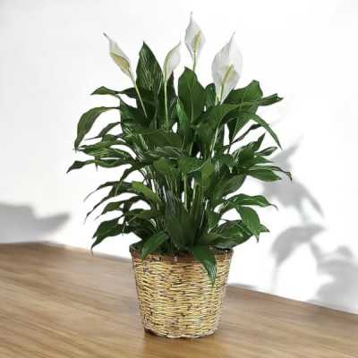 Peace Lily 10in