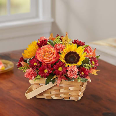 Fields of Europe For Fall Básquet