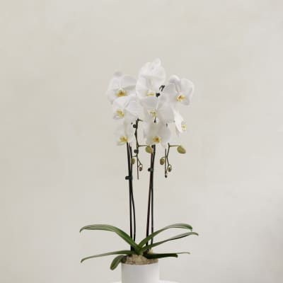 Double Stem White Orchid