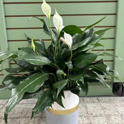 Deco Pot Peace Lily