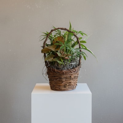 6" Wicker Basket Garden by Birch & Blossom