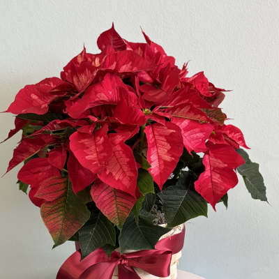 6 1/2" Red Poinsettia