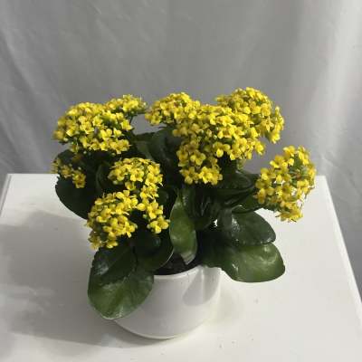 Blooming Kalanchoe Plant