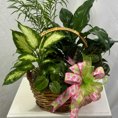 Sympathy Garden Large