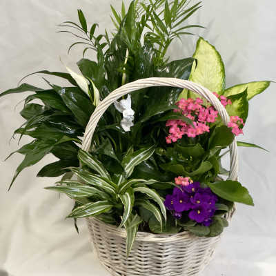 Flowering Angel Garden Dish