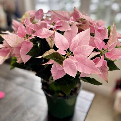 Poinsettia Plant- PRINCETTIA PINK