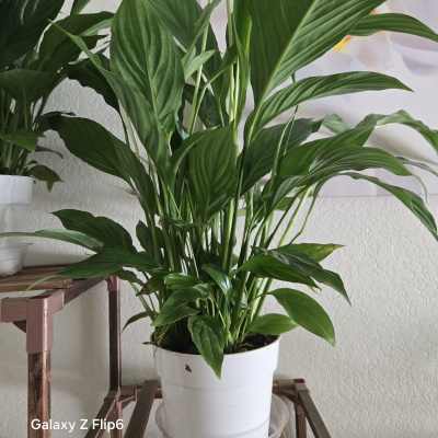 Peace lily plant