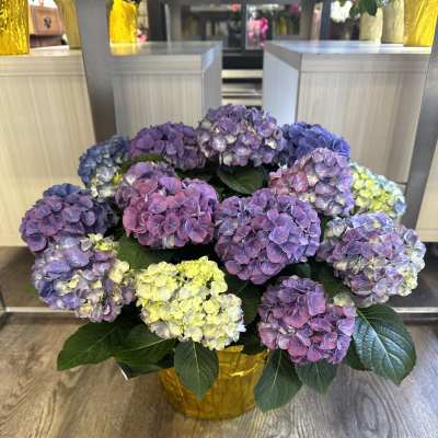 Potted Hydrangea