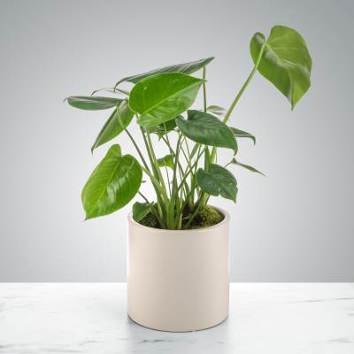 6'' Monstera Plant: Lush Indoor Greenery for Any Space