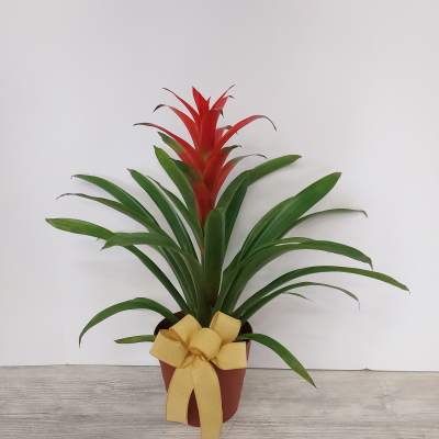 Red bromeliad plant with long green leaves in a brown pot tied with a yellow bow