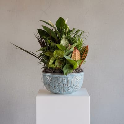 12" Ceramic Dish Garden by Birch & Blossom