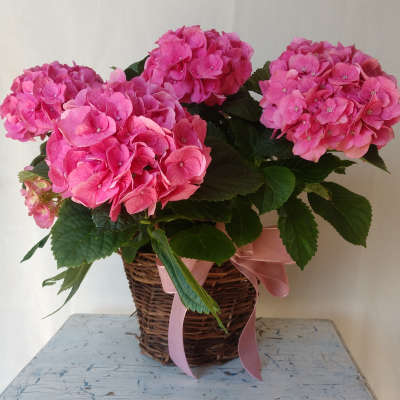 12 Months Subscription - Seasonal Plant