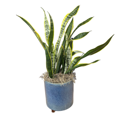 Shaded Serenity Plant