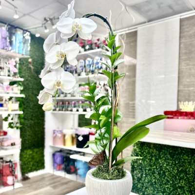 Tall white phalaenopsis orchid plant in a round white pot on a counter in a flower shop