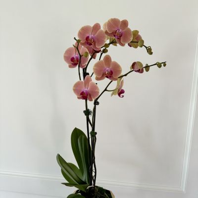 Phalaenopsis Double Orchid