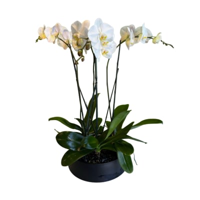 White orchid plant in a black pot