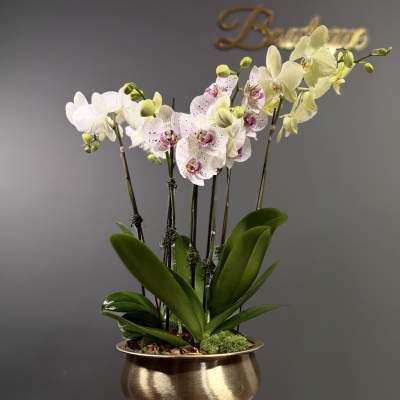 Golden Orchid Garden