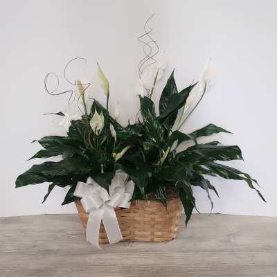 Peace Lily Plant Garden