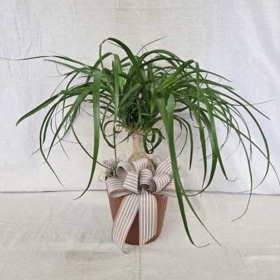 Potted green houseplant with long arching leaves in a terracotta pot with a striped bow