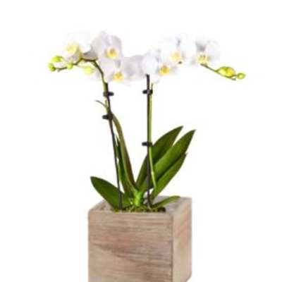 Easter Orchid in White with Bow