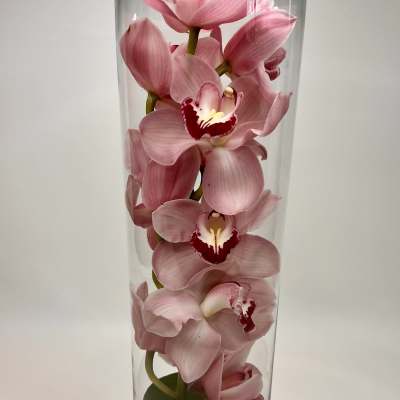 Tall cylinder vase with a single stem of pink cymbidium orchids and a green leaf-wrapped base