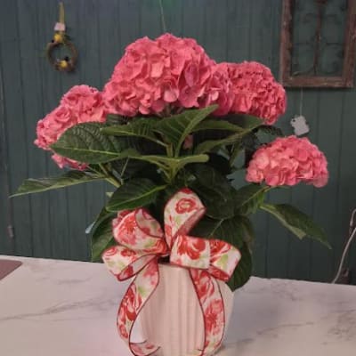 Pink Potted Hydrangea with Bow!