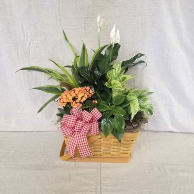 Mixed green plants with white and orange blooms in a woven basket with a red gingham bow