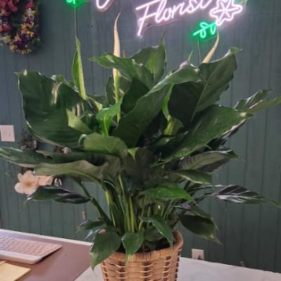 Peace Lily in Basket